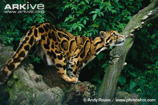 Illustration for article titled Caturday - Neofelis nebulosa Edition